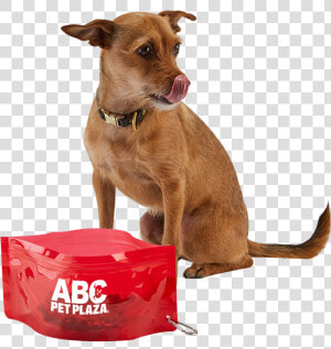 3249 Fold it™ Pet Bowl   Dog Catches Something  HD Png Download