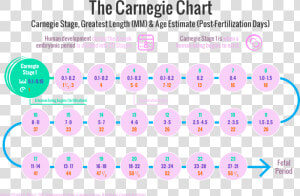 The Carnegie Stages Of Human Embryonic Development   Circle  HD Png Download