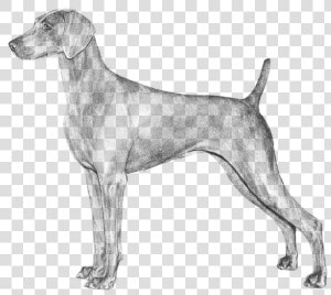 Weimaraner   Weimaraner Akc  HD Png Download