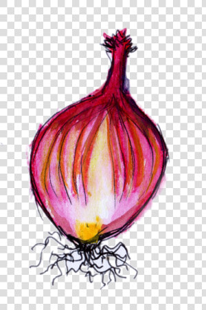 Transparent Onion Png   Red Onion  Png Download