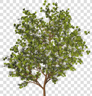 Arbre   Plante Photoshop  HD Png Download