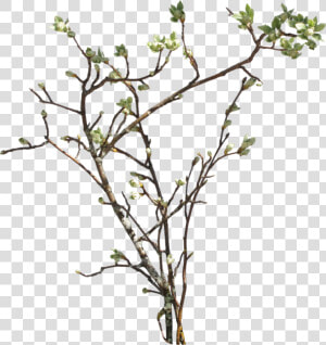 Branch Png Picture   Bush Branch Png  Transparent Png