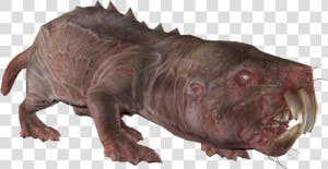 Encmolerat01template   Naked Mole Rat Fallout 4  HD Png Download