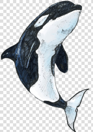 Transparent Killer Whale Png   Killer Whale  Png Download