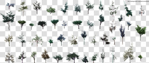 Sideview Small Trees  HD Png Download