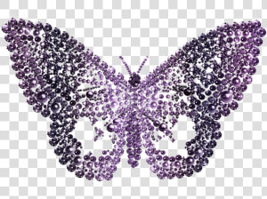 Mariposa Png  Transparent Png