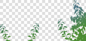 Transparent Arbusto Png   Arbustos De Marihuana Png  Png Download