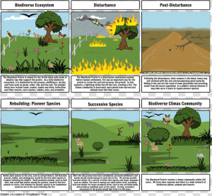 Secondary Succession After A Wildfire  HD Png Download