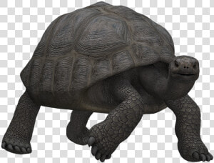 Turtle  Panzer  Animal  Mammal  Digital Art  Isolated   Skildpadde Png  Transparent Png