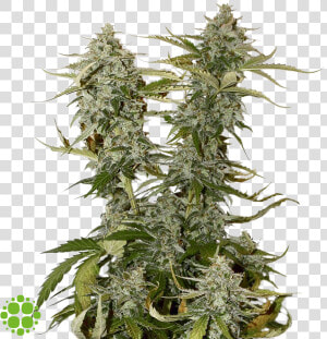 Candy Dawg Kush  HD Png Download