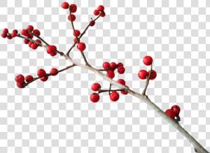 Christmas  Deco  Berry Red  Branch   Christmas Berries Transparent Background  HD Png Download