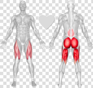 Anatomical Muscle Stretching Png  Transparent Png