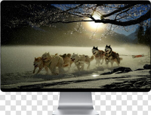 Iditarod Trail Sled Dog Race 2019   Husky Pulling Sleigh  HD Png Download