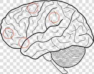 Transparent Frontal Lobe Clipart   Brain Sketch  HD Png Download