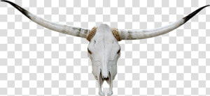 Collection Of Free Transparent Skull Longhorn Download   Head Bull Skull Png  Png Download