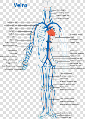 Veins Diagram   Veins Of The Body Worksheet  HD Png Download