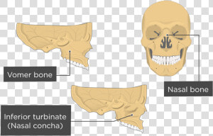 Nasal  Vomer  And Inferior Turbinate Bones Overview   Inferior Nasal Concha Bone  HD Png Download