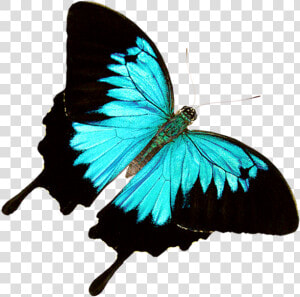 Butterfly World Â€“ Where 20 000 Exotic Butterflies   Transparent Ulysses Butterfly Png  Png Download