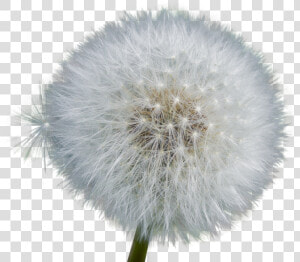 Dandelion  Isolated  Seeds  Close Up  Nature  Flower   Dandelion Photo No Background  HD Png Download