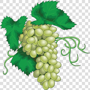 Vector Grapes   Png Download   Vector Grapes  Transparent Png