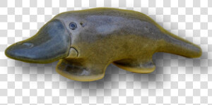 Dugong  HD Png Download