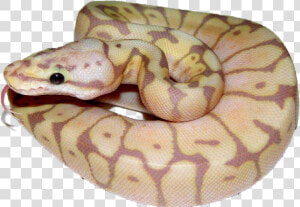 Burmese Python  HD Png Download