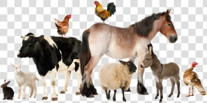 The Vet Group   Group Of Farm Animals  HD Png Download