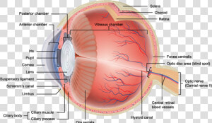 Transparent Eye Veins Png   Layers Of Eye Anatomy  Png Download