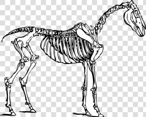 Three Skeletons Cliparts   Horse Skeleton Clipart  HD Png Download