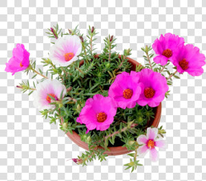 Portulaca Grandiflora Png Plant  Transparent Png