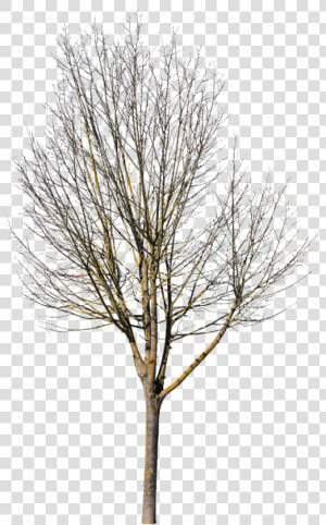 Deciduous Tree Photoshop  HD Png Download