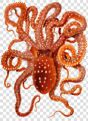 Clip Art Of Big Octopus   Octopus Macropus  HD Png Download