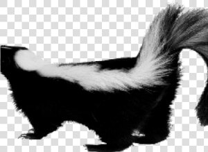 Skunk Png Transparent Images   Skunk Png  Png Download