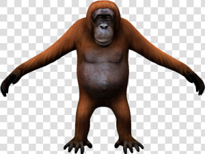 Monkey   Png Download   Monkey  Transparent Png