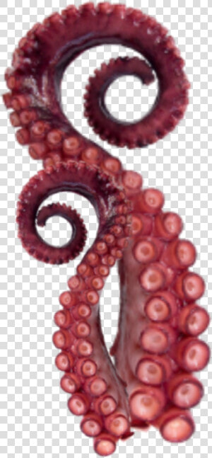  tentacles  octopus  sticker   Octopus  HD Png Download