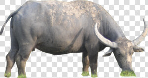 Download Buffalo Png   Water Buffalo Png  Transparent Png