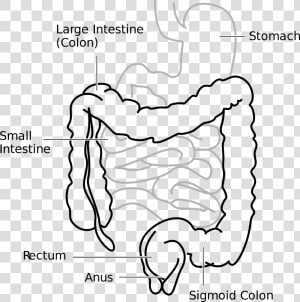 Large Intestine And Small Intestine Diagram  HD Png Download