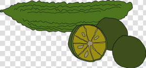 Bitter Gourd Clipart Png  Transparent Png