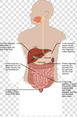 Protein Digestion Begins In The Stomach  Where Pepsin   Illustration  HD Png Download