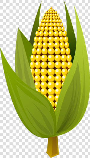 Maize fruit leaf   Corn Clipart Png  Transparent Png