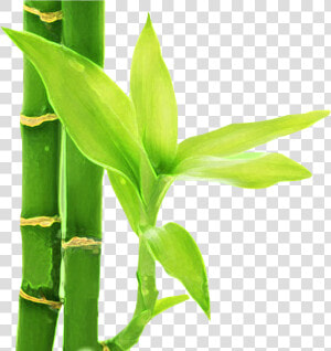 Flor De Bambu Png   Png Download   Flor De Bambu Png  Transparent Png