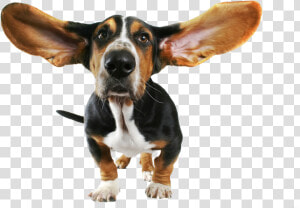 Cute Small Dog With Flying Ears Png Image   Basset Hound Ears  Transparent Png