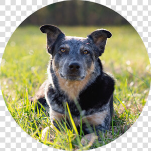 Transparent Dogs Playing Png   Australian Stumpy Tail Cattle Dog  Png Download