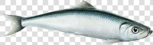 Herring  HD Png Download