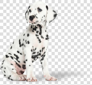 Dalmatian Puppy  Hd Png Download   Cuccioli Di Dalmata  Transparent Png