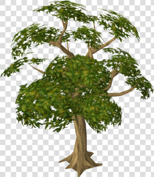 Mahogany Tree  HD Png Download