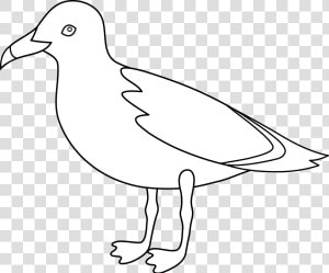 Gulls Bird Drawing Clip Art   Gull  HD Png Download