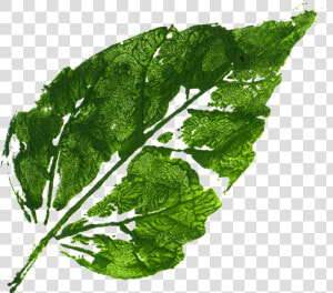 Leaf plant leaf Greens flowering  HD Png Download