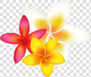 Tropical Flower Clipart Png Transparent Png   Png Download   Orange Tropical Flower Drawing  Png Download