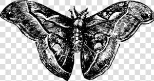 Moth   Moth Png Free  Transparent Png